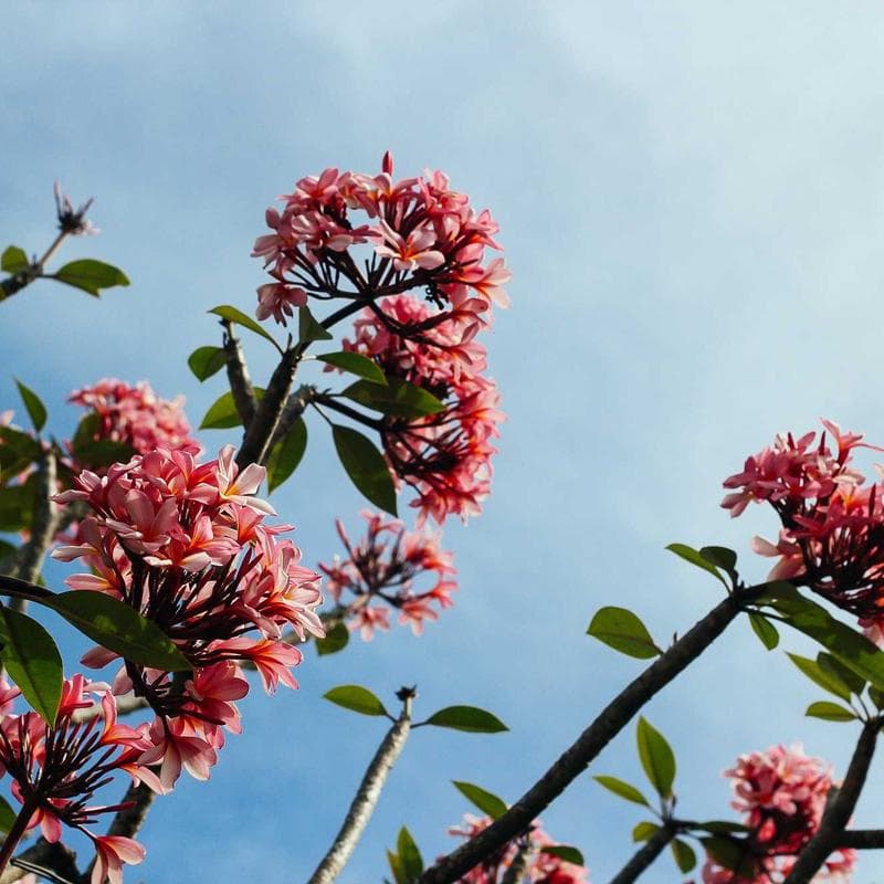 Champion Reverse Weave Hoodie image 1