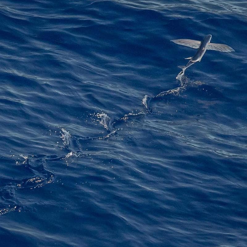 Uniqlo Ultra Light Down Jacket image 2